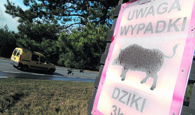 Tablice ostrzegające o dzikach stanęły np. w sąsiednim Toruniu. W Bydgoszczy co jakiś czas dochodzi do potrąceń tych zwierząt, takie sygnały trafiają  do wydziału zarządzania kryzysowego