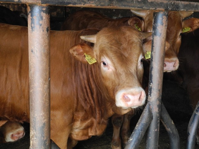 Hodowcy bydła mięsnego będą mogli zapoznać się z zasadami tworzenia i funkcjonowania grup producenckich