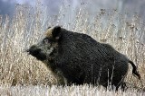 Rozjuszony dzik wpadł do szkoły w Wołczynie. Został zabity