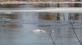 Pokrywa lodowa na Bugu w Wyszkowie. Rzeka przekroczyła w tym miejscu stan ostrzegawczy, 26.12.2022