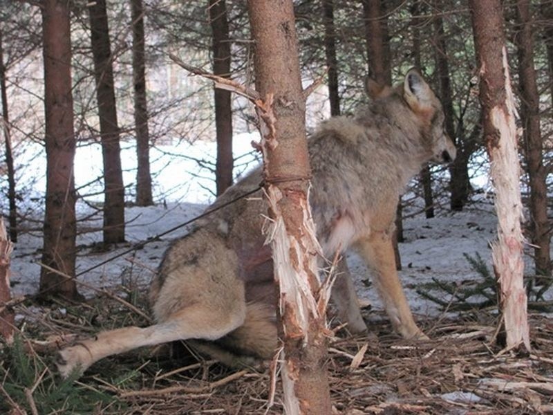 W kępie gęstych świerków leśniczy znalazł skulonego wilka....