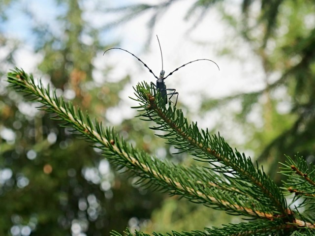 Nadobnica alpejska - jeden z najpiękniejszych chrząszczy w Polsce, żyje w Magurskim Parku Narodowym