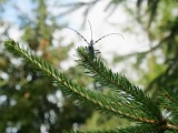 Magurski Park Narodowy. Badali nadobnicę alpejską, jednego z najbardziej charakterystycznych dla Beskidu Niskiego owadów