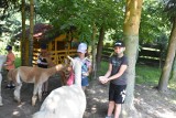 Dzieci z Kozienic odwiedziły alpakarnię w Garbatce-Letnisko w ramach wakacyjnych zajęć. Zobacz zdjęcia