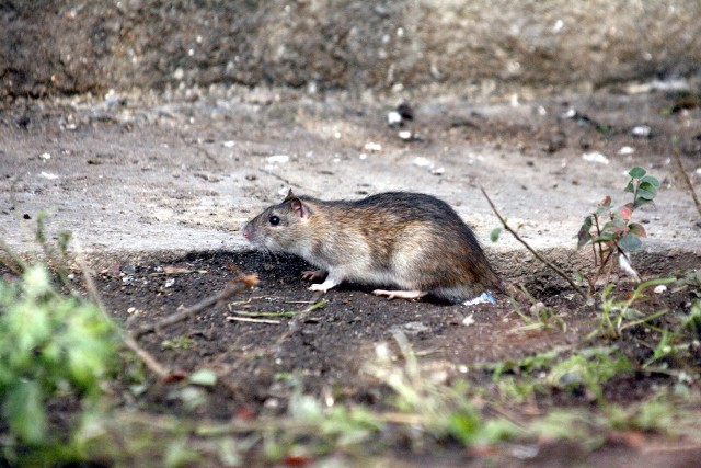 Szczury opanowały skwer w centrum Sosnowca, przy ulicy Małachowskiego