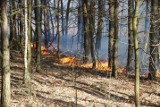 Wielkopolskie lasy płonęły w tym roku aż 205 razy. Susza, człowiek, mała iskra może spowodować pożar lasu