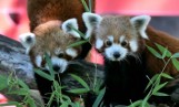 Międzynarodowy Dzień Pandki Rudej w toruńskim Ogrodzie Zoobotanicznym już w sobotę 16 września 