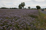 Fioletowe pola pod Wrocławiem. Jaka roślina tak pięknie kwitnie? (ZDJĘCIA)