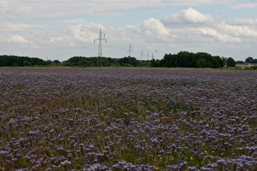 Fioletowe pola pod Wrocławiem. To kwitnąca facelia błękitna