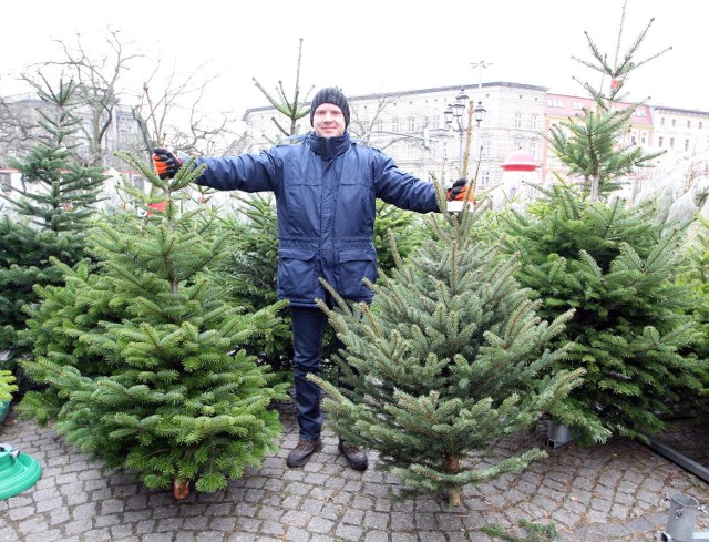 Ruszyła sprzedaż choinek w Szczecinie. Jeśli nie macie jeszcze świątecznego drzewka warto sprawdzić ceny i gdzie można je kupić.