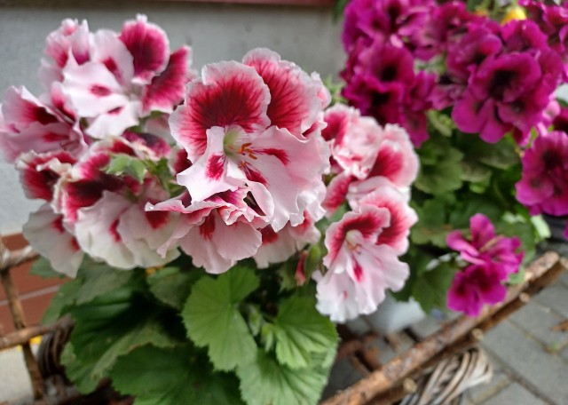 Pelargonie angielskie wyróżniają się dużymi, najczęściej dwukolorowymi kwiatami. Są piękne, ale też bardziej wymagające niż rabatowe i bluszczolistne.