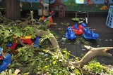 Potężny konar kasztanowca spadł na dzieci, jest decyzja o wycięciu obu drzew