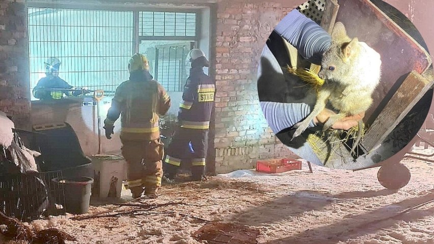 Dzięki błyskawicznej akcji strażaków uratowano życiemałych...
