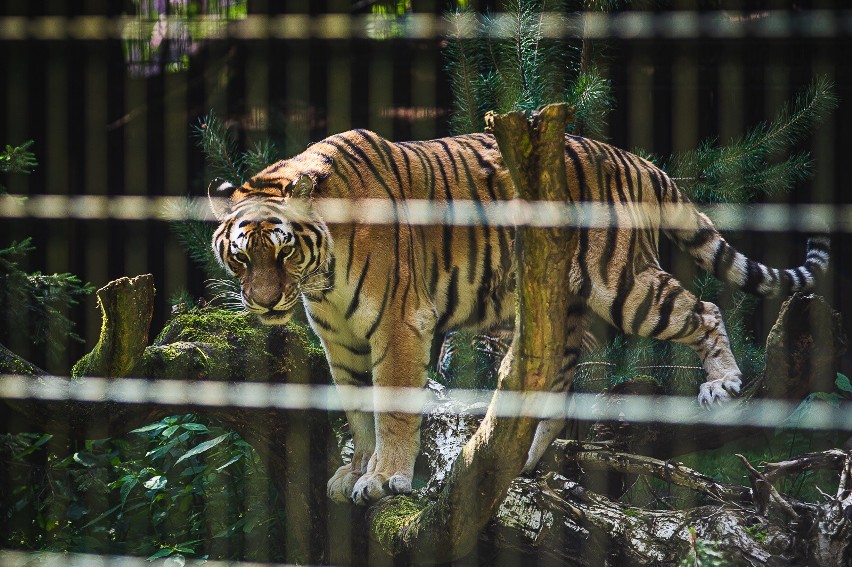 Światowy Dzień Tygrysa w gdańskim zoo 29.07.2019