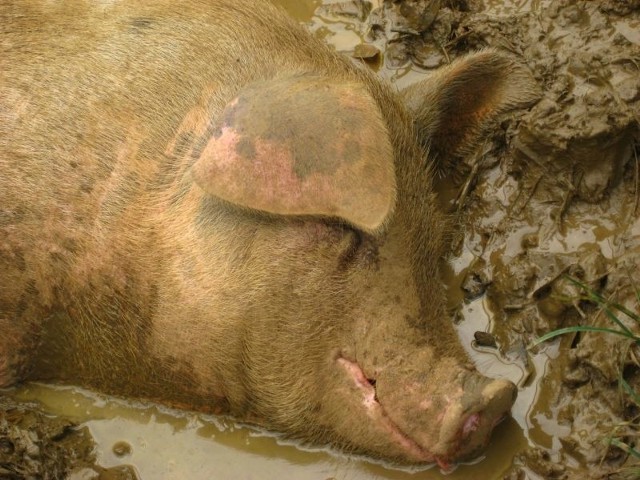 Szóste ognisko choroby u świń domowych od początku występowania ASF w Polsce pojawiło się w Mielniku
