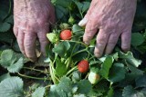 Na niższe ceny truskawek w tym roku nie ma co liczyć. Rolnicy płacą sporo za produkcję. Kupując owoce, nie daj się oszukać