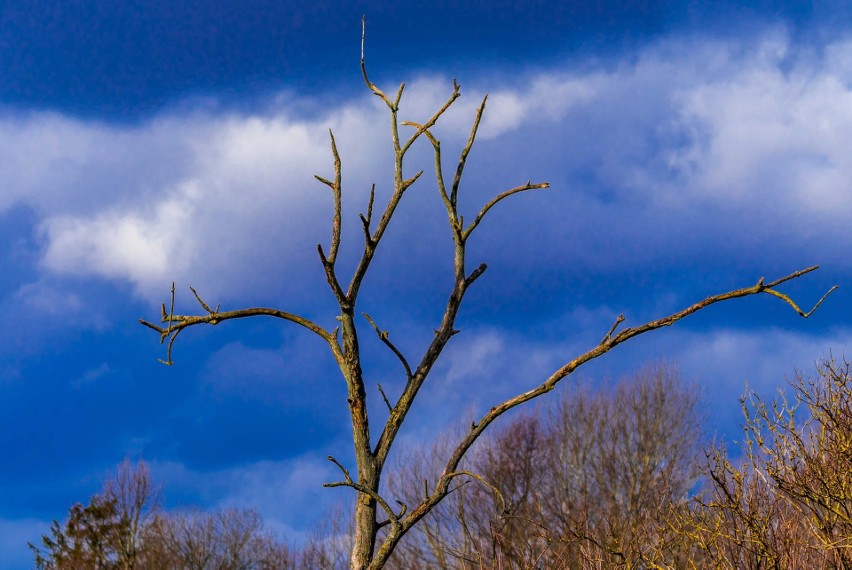 Żurawie nad Potęgowem zwiastują wiosnę. Zobacz jak rozgościło się przedwiośnie! (zdjęcia)