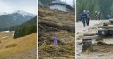 Na Kalatówkach w Tatrach pojawił się pierwszy krokus. Deszczowa pogoda mu nie pomaga 