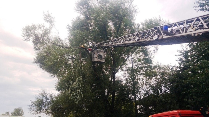 Wichura w Bielsku-Białej: Złamany konar drzewa spadł na mężczyznę w czasie wichury