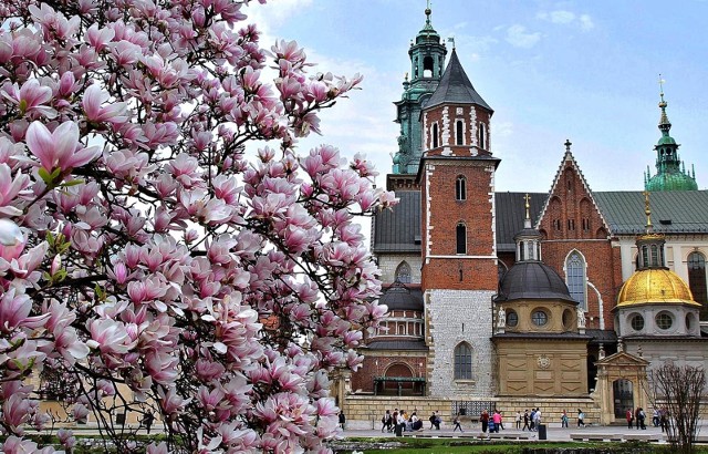 Magnolia na Wzgórzu WawelskimOkazja, by zrobić sobie selfie z wawelską magnolią w tle nadarza się tylko przez kilka dni w roku. Warto jednak na nią "zapolować" bo zdjęcia z ukwieconym drzewem prezentują się naprawdę wyjątkowo.