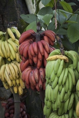 Banany mają wiele gatunków i odmian, z czego do sprzedaży...
