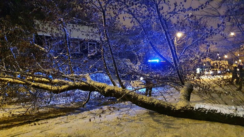 Połamane gałęzie, zerwane linie energetyczne. To skutki weekendowej pogody