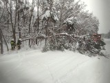 Powiat Przysuski: śnieg łamał gałęzie drzew, niektóre zatarasowały drogi