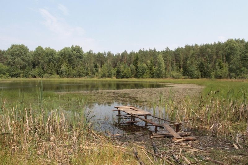 Gmina Piątnica. Ciało noworodka znaleziono w leśnym stawie (zdjęcia)