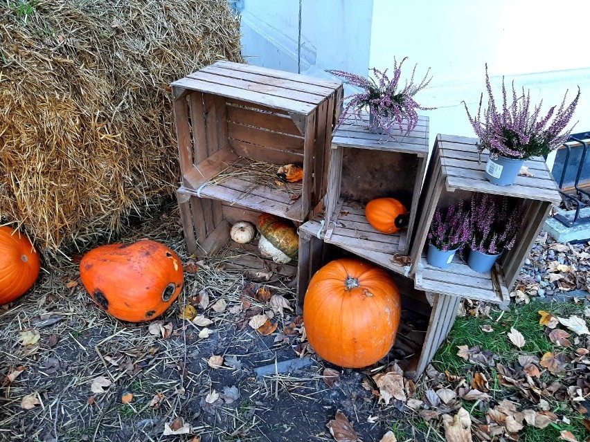 Dynie nie tylko na halloween! Dyniowy zawrót głowy 