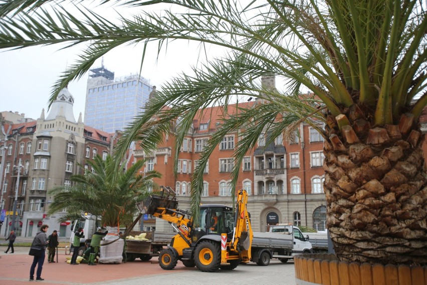 Palmy wróciły na rynek w Katowicach