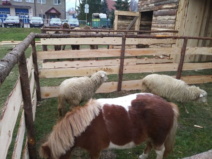 Wielbłąd przyjechał do Jerzmanowic. W żywej szopce bożonarodzeniowej wystąpi z osłem, kucykiem i owcami 