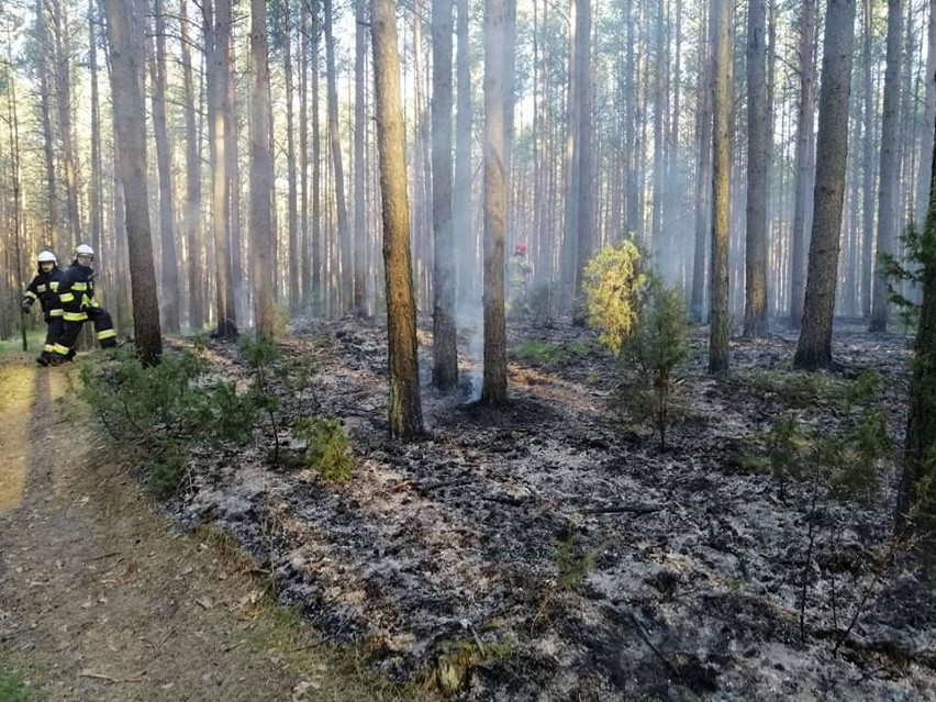 Pożar na "górze grajewskiej". Spłonęło ok 30 arów poszycia leśnego (zdjęcia) 