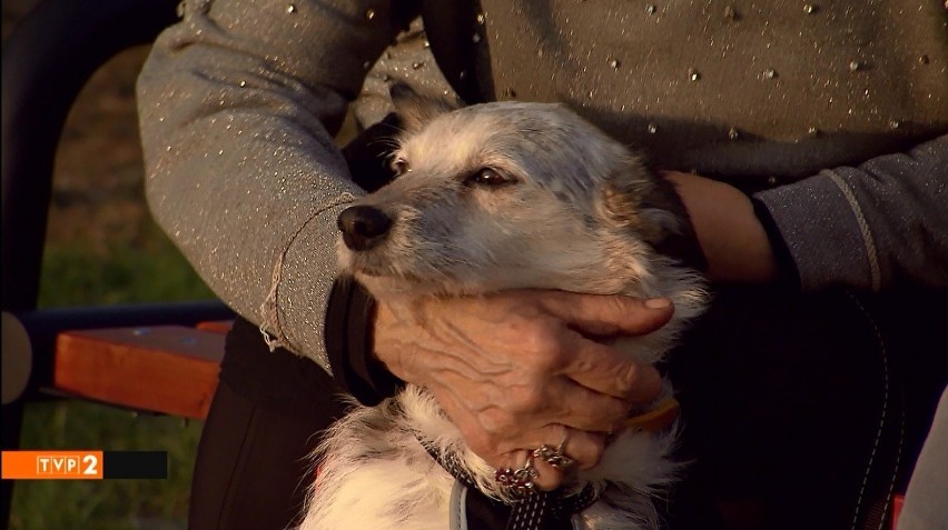 Sara to pies, którego adoptowała Ewa Szykulska.