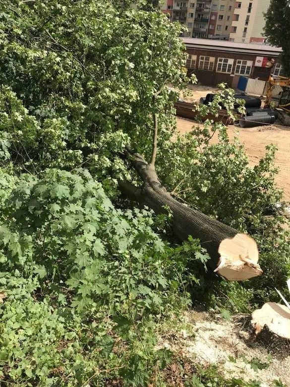 Kolejne drzewa zniknęły z miejskiego krajobrazu za sprawą dewelopera