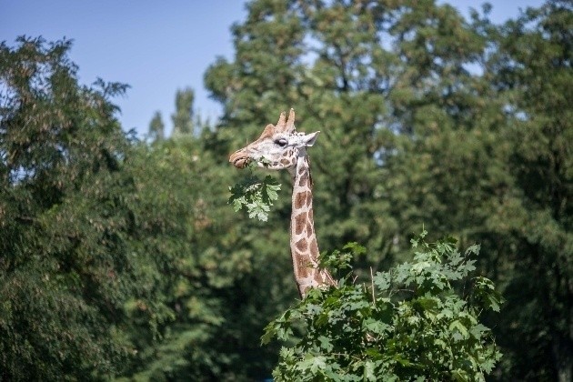 Monitoring zostanie zamontowany m.in. po tym, jak grupa wandali wtargnęła do zoo i śmiertelnie przestraszyła żyrafy...