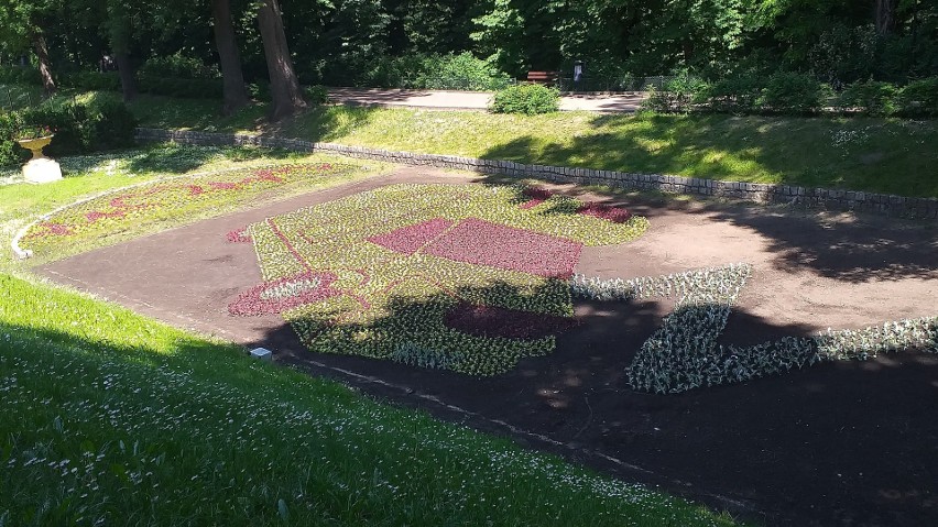 Chełmno ustrojone kwiatami i zielenią kwitnie i zachwyca...