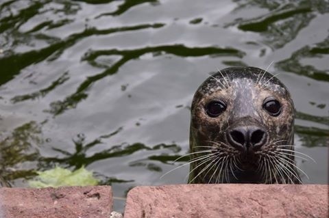 Zoo w Poznaniu. Nie żyje foka. W jej żołądku znaleziono zabawkę