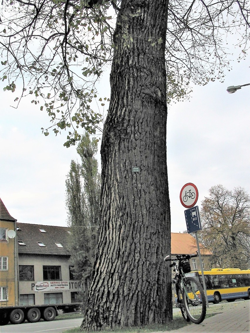 Pomnikowa topola późna o średnicy pnia 320 cm i wysokości 23...