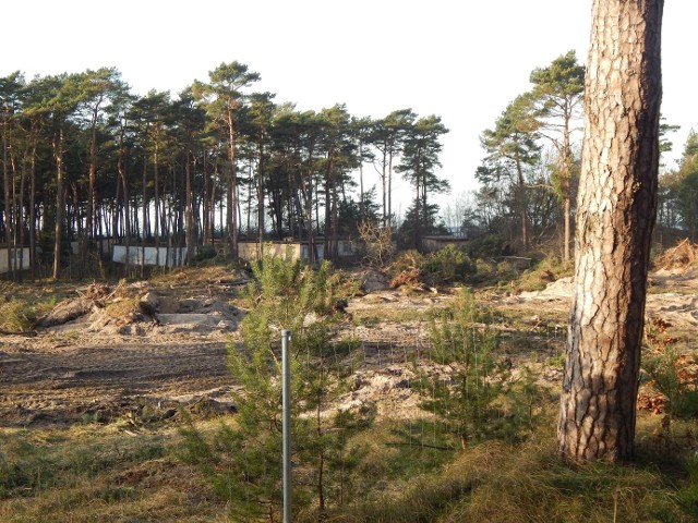 Ustecki MPZP "Wczasowa i okolice" został zaskarżony, ale na niektórych działkach glebochronny las znika. Tylko nad samym brzegiem morza zostało trochę drzew. To styczniowa wycinka