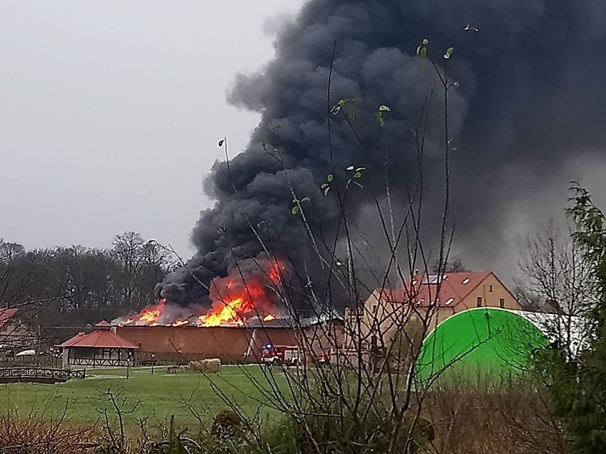 Spłonął budynek gospodarczy w Folwarku Pszczew. Straty idą w miliony [ZDJĘCIA]