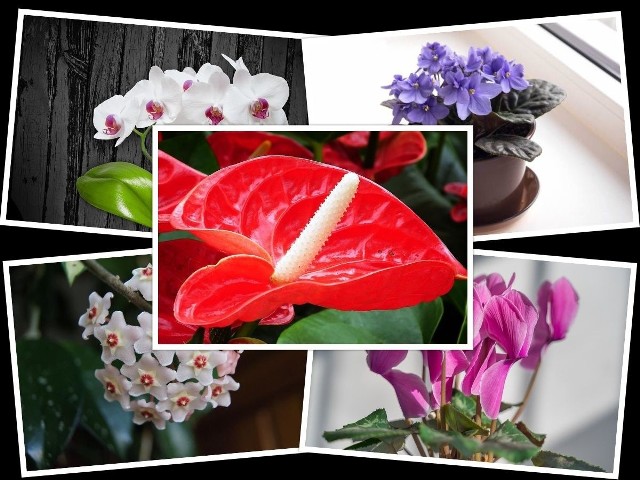 Kwitnące kwiaty doniczkowe to ozdoba każdego mieszkania. Są przepiękną ozdobą, nadają wnętrzu charakter i z powodzeniem zastępują kwiaty cięte. A które kwitnące domowe kwiaty są najpiękniejsze? Zobacz w naszej galerii.>>>ZOBACZ WIĘCEJ NA KOLEJNYCH SLAJDACH