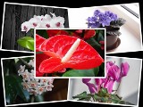 Kwitnące kwiaty doniczkowe - najpiękniejsze gatunki do Twojego domu. Są zachwycające!