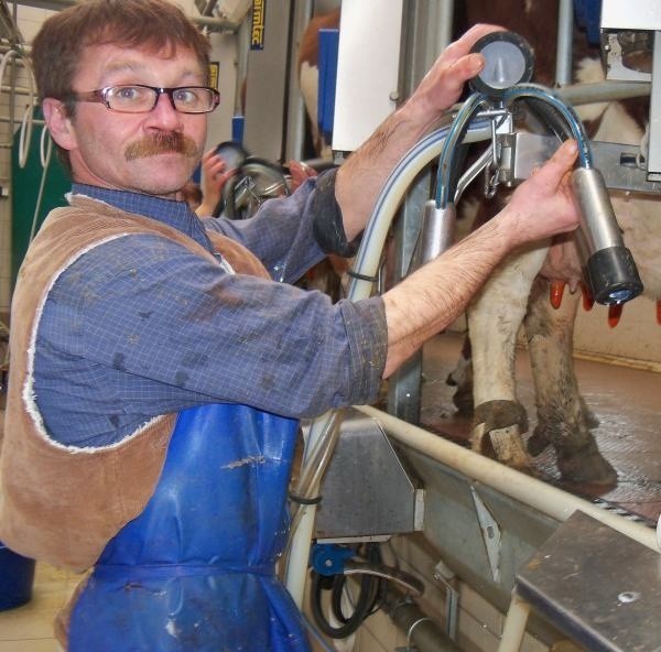 Marek Dobko pracuje w oborze w Wierzbcu przy udoju krów. Niektóre trzeba doić aż trzy razy dziennie.