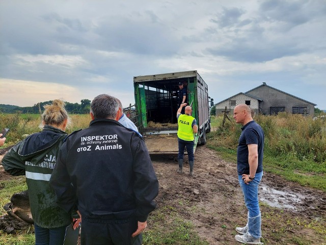 Kwik. Znęcanie nad zwierzętami gospodarskimi