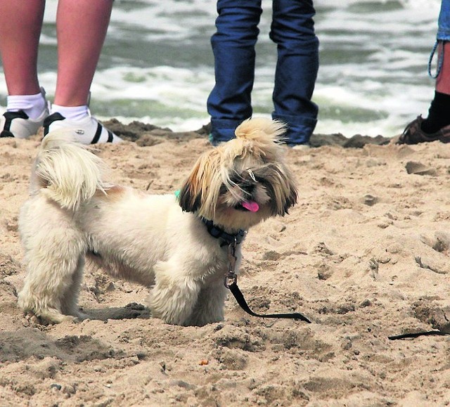 Pies na plaży to już nie tak rzadki widok. Jeśli lubi tłumy? Czemu nie...