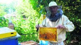Na pszczelarzy padł blady strach, zlikwidowano tysiące pszczół
