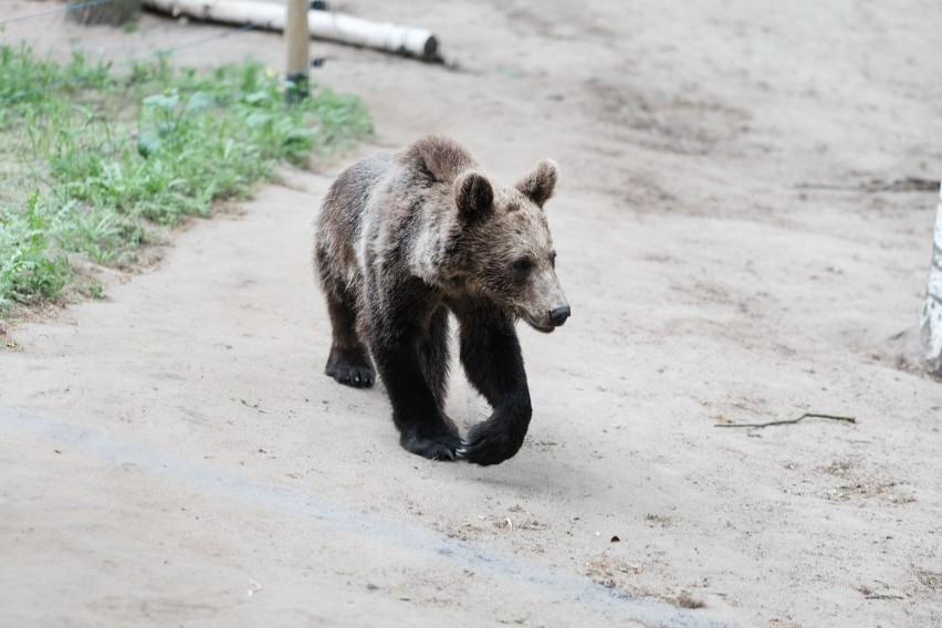 Zoo w Poznaniu zbiera orzechy dla niedźwiedzi