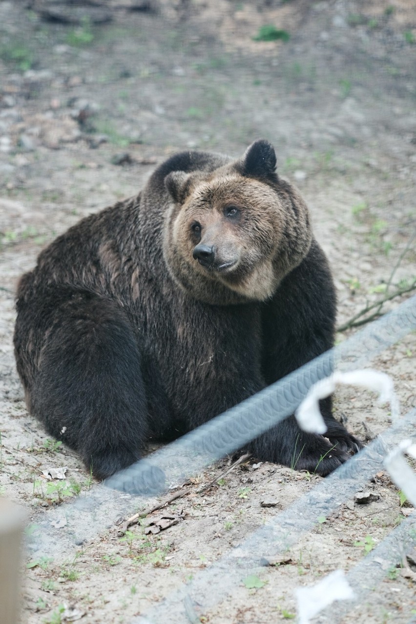 Zoo w Poznaniu zbiera orzechy dla niedźwiedzi