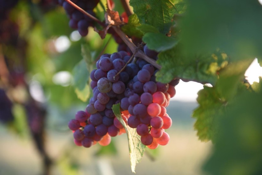Winnica 55-100 powstała w 2015 roku. Oprócz winorośli, rosną...