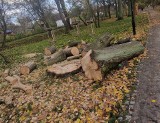 W Parku Bieńkowickim we Wrocławiu szykuje się wycinka 17 drzew. Jak tłumaczy to miasto?